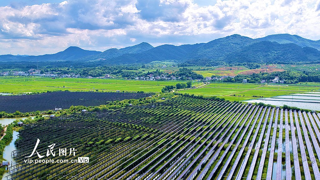 PDChinese's tweet photo. 【安徽蕪湖：“漁光互補”光伏電站】7月9日，安徽蕪湖繁昌區平鋪鎮新塘村，俯瞰岱湖灘上的“漁光互補”光伏電站。藍色光伏板在陽光下熠熠生輝，持續將太陽能轉化為電能。近年來，繁昌區積極響應中國能源發展相關政策，大力發展生態清潔能源項目，有序推進光伏電站建設，推動光伏產業與水產養殖融合發展。 https://t.co/J6EPvSwiwV