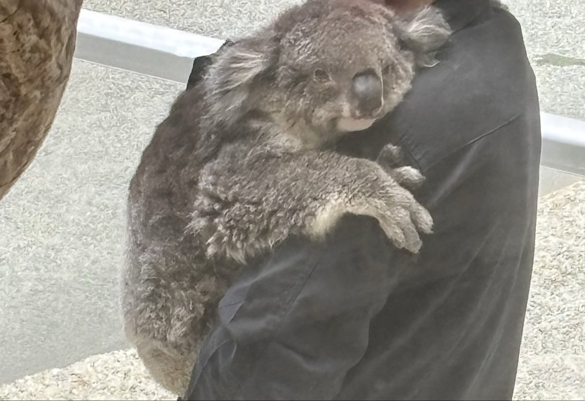 myon3610's tweet photo. のぞみちゃん…
1か月前はとても元気に動いて、食欲旺盛で、飼育員さんにも抱っこせがんで甘えてたのに🥺
可愛い姿見せてくれてありがとう😭 https://t.co/aggFKZr1nI