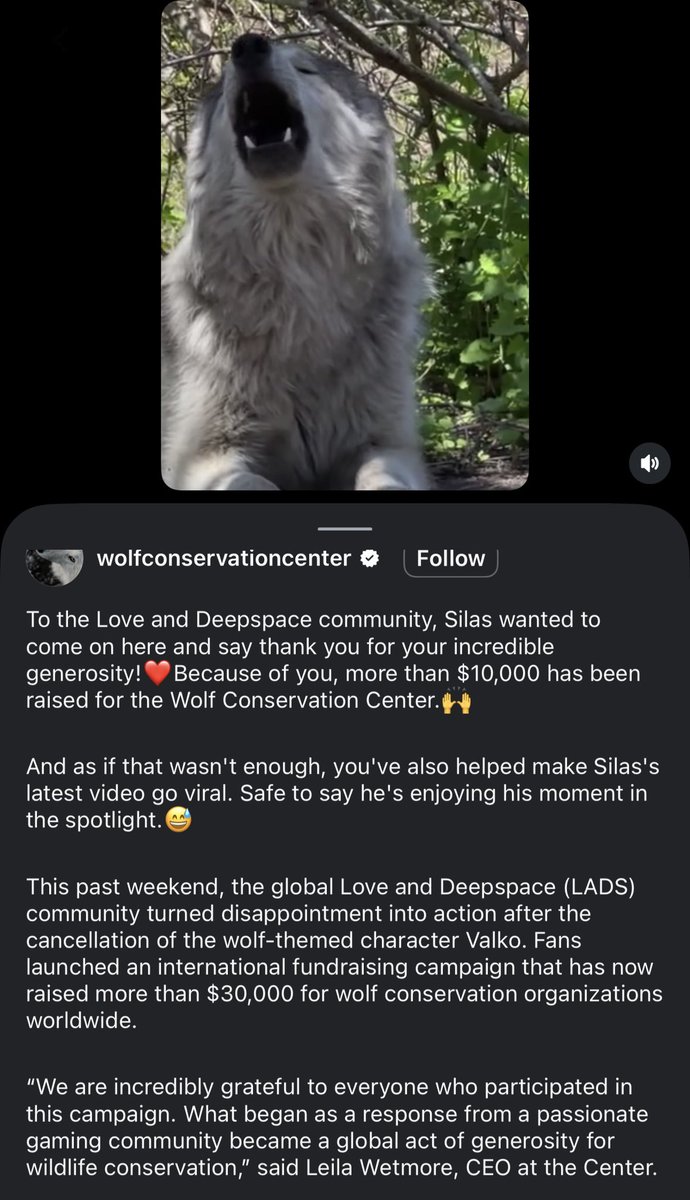 valkfayel's tweet photo. #ValkoWasFramed here’s an official post from the wolf conservation center in NY thanking those who love Valko for their generous donations. 30 thousand has been donated in the week Valko has been gone. Valko isn’t the problem. Valko will never be the problem. We love our wolf! https://t.co/usCs5cVjxE