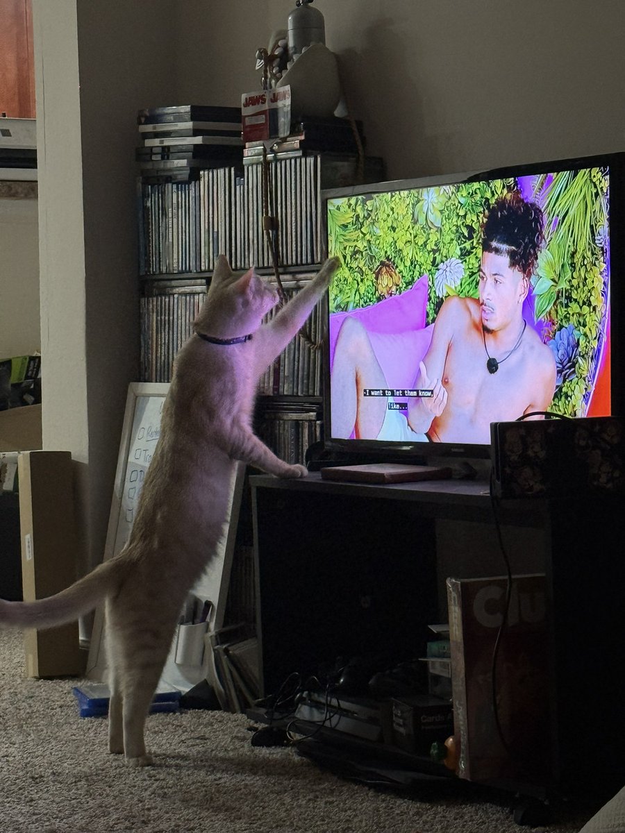themeepbox's tweet photo. Marshmallow hates Sincere #loveisland https://t.co/iEvJTm3fOw