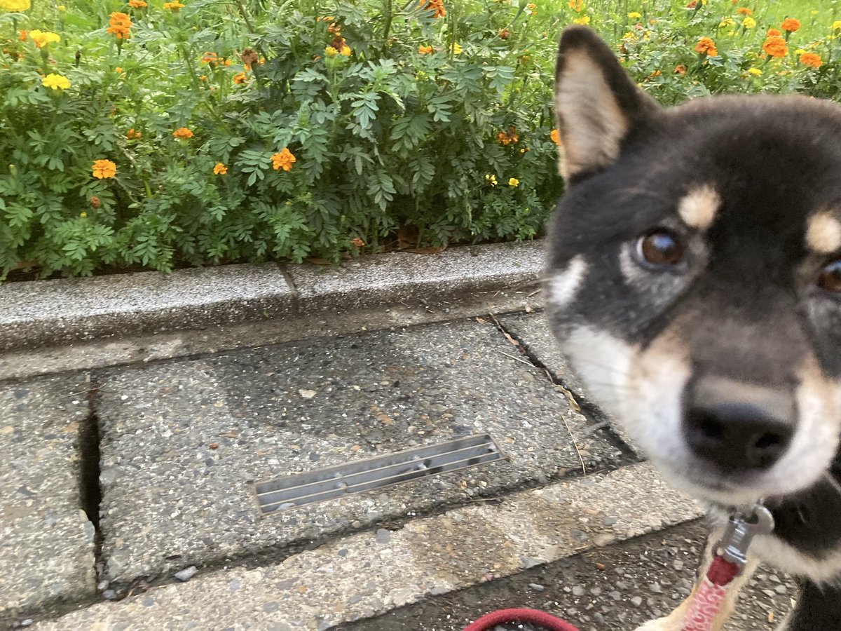 umasoann's tweet photo. 先週、庭の芝刈りをしていた際に電動芝刈機で指を深く切ってしまいました。
そのため公園の草むしりはしばらくお休みです。
マリーゴールドが抜かれてしまった場所には芝生を植えてみました。
#公園　#草むしり
#勝手にボランティア
#マリーゴールド
(抜かれた場所)       (咲いている場所) https://t.co/6pGlgwOECk