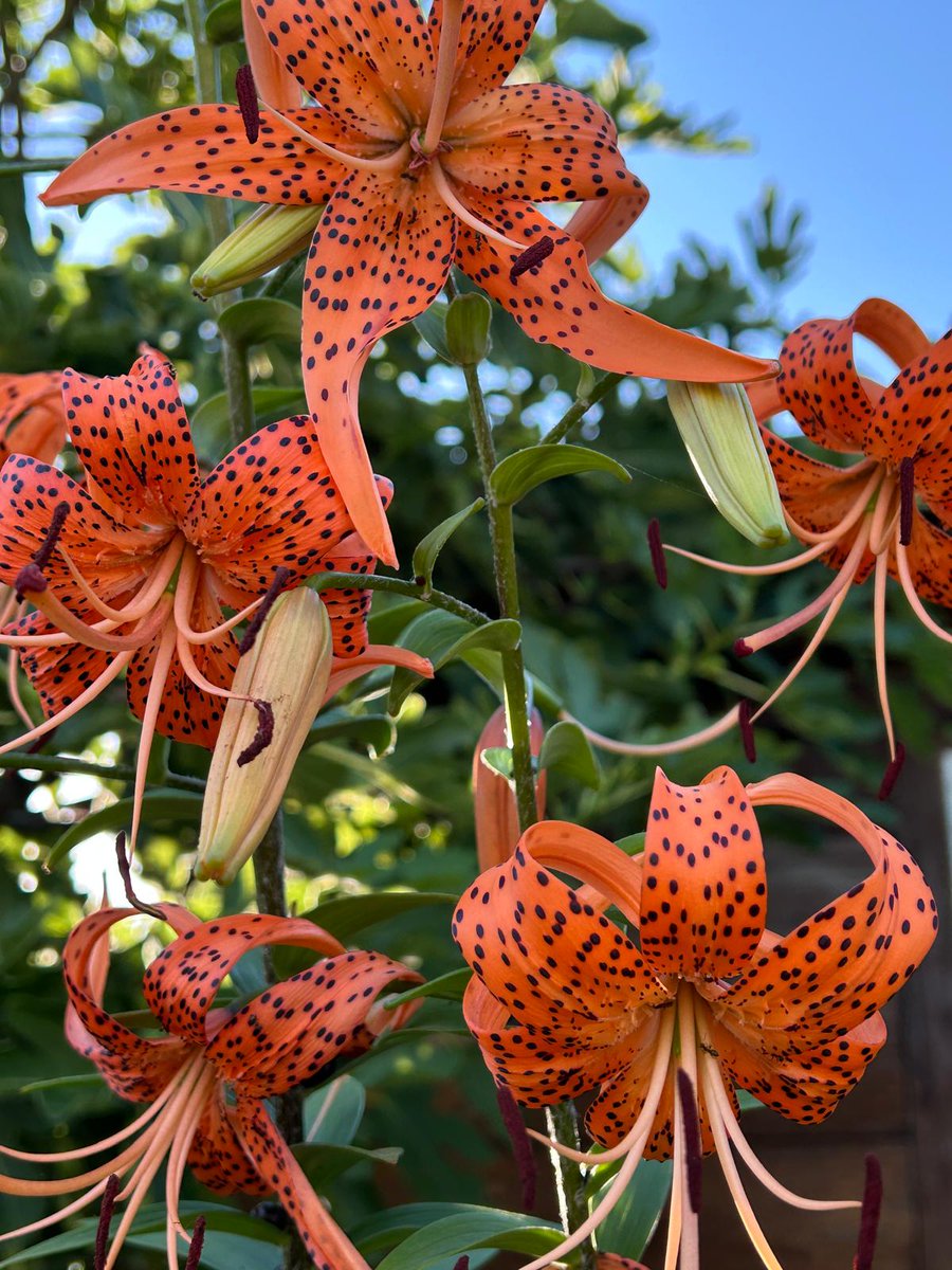 DanicaMacanga's tweet photo. The orange #tigerlily Lilium tigrinum with its bright orange petals with dark, blackish-brown spots that resemble tiger stripes. This #perennial is hardy, attracts pollinators, and draws admiring glances from passersby. Wish for what you deserve #flowersonx https://t.co/x33O7i3QXP