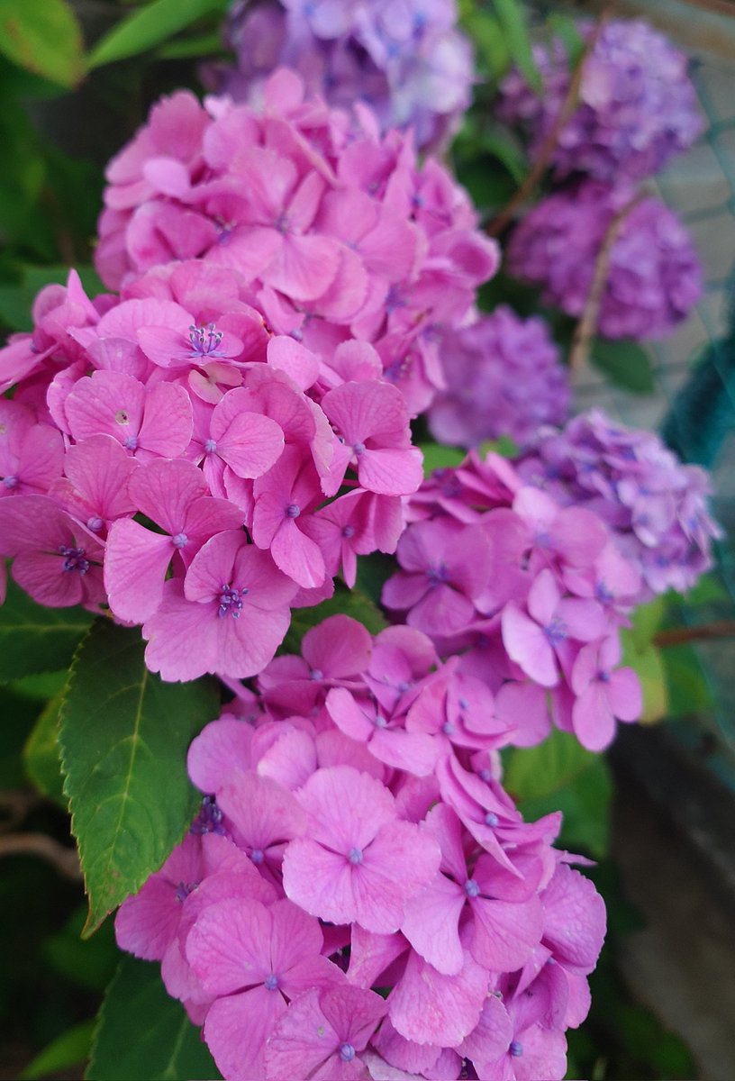 22_miu's tweet photo. 家の裏の紫陽花満開
梅雨明けはまだか https://t.co/zQPxrvQlk4