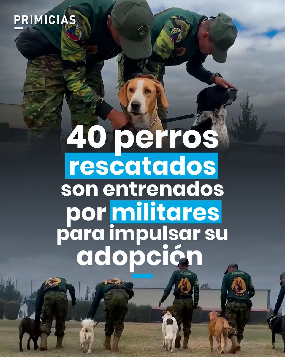 Primicias's tweet photo. 40 perros fueron rescatados por militares de la Brigada de Caballería N.° 11 Galápagos y recibirán un mes de entrenamiento para facilitar su adopción. https://t.co/FLipmJgm6v https://t.co/LY07hgFuxH