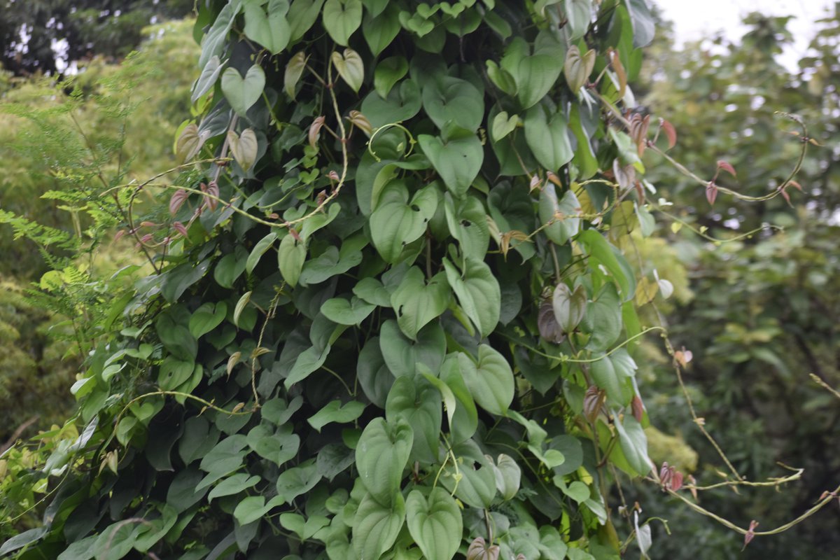 BiotechSanjeet's tweet photo. Know your edible Climber ?
From Odisha
Dioscorea alata L.
#Food #Medicinal #Climber #Dioscorea #Odisha #Edible #From #Sanjeet https://t.co/9YoG9Wpxyb