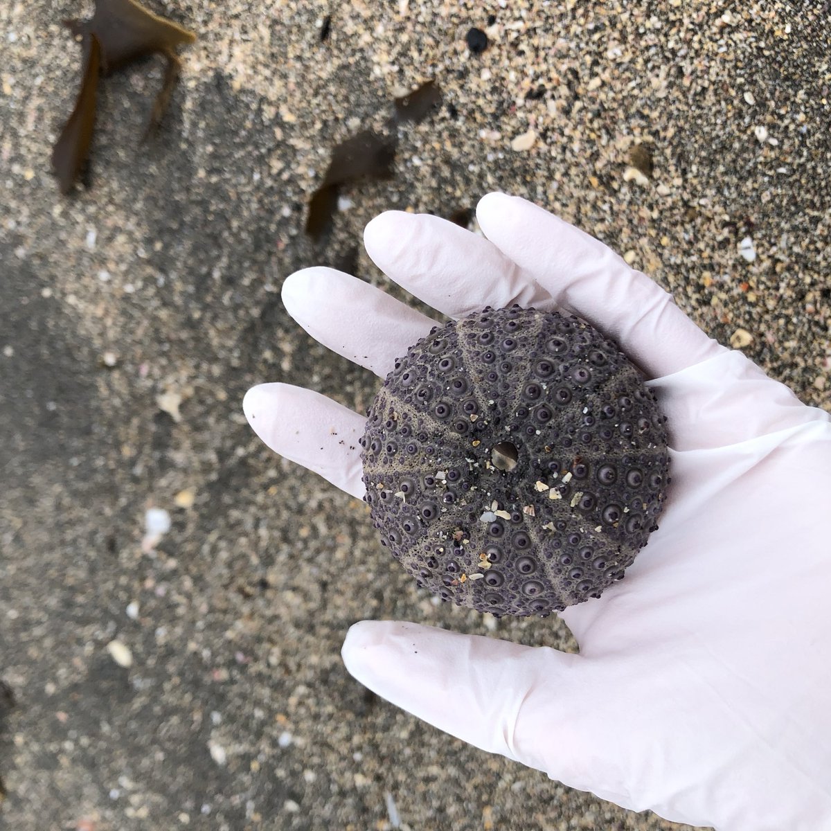 shell_kirakira's tweet photo. 唐突に前回行ったところの写真を貼る。また海行きたいなあ。 https://t.co/lrbhFFcA3E