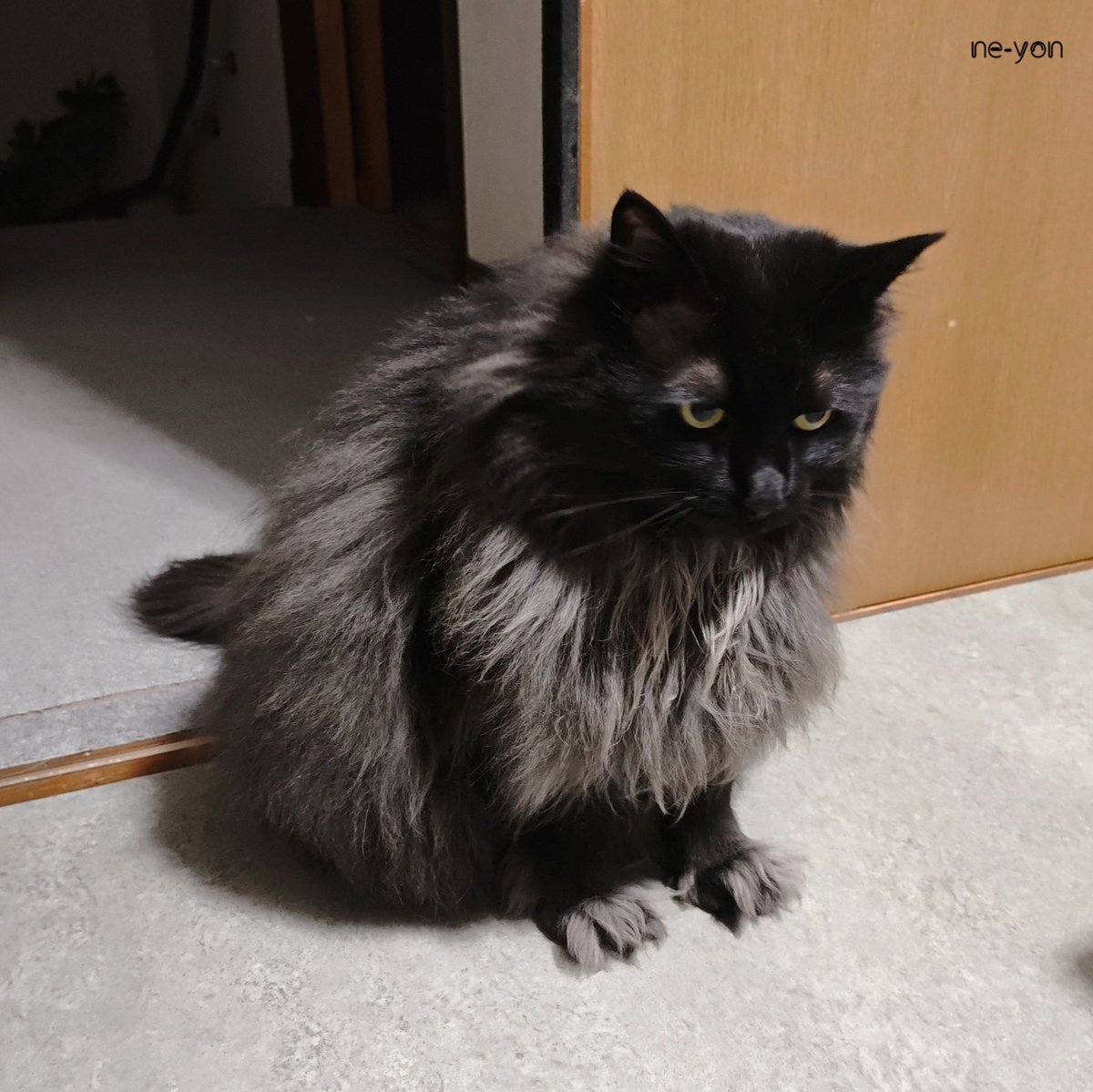 surside_kny's tweet photo. 思考モード

ちゅーるプロプランを契約すると
より高度なモフへの早期アクセスが実現 https://t.co/Ks1Q2hQyP4