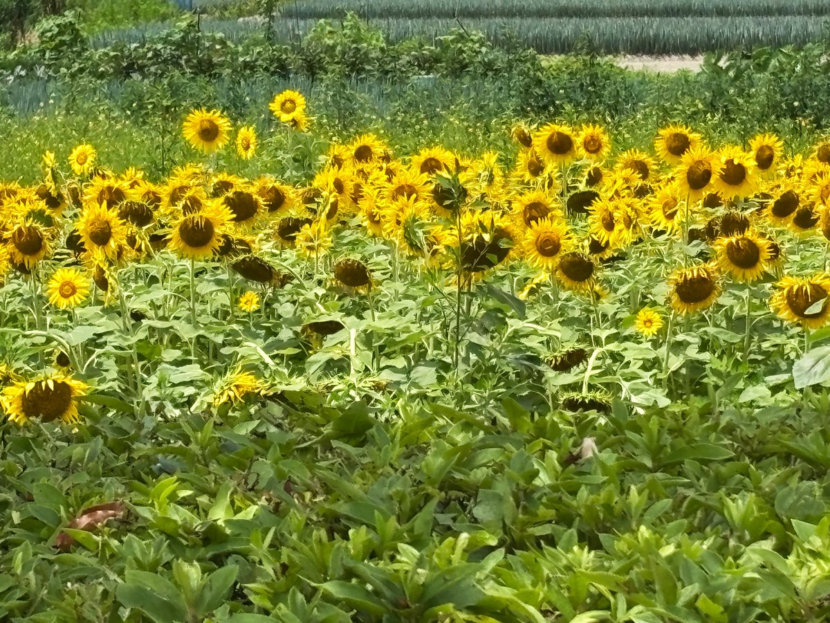 326Monet's tweet photo. ひまわりの群生🌻 https://t.co/aM8itkV0Ed