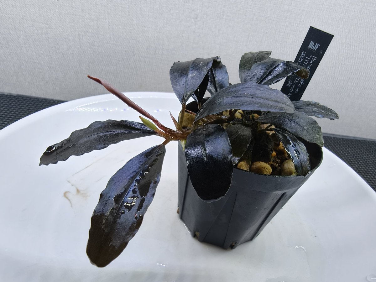 kiboudeko's tweet photo. Bucephalandra sp."TITANⅢ"Daerah Melawi【KN便】
2025/09

ティターン3(タイタン3)
育成10ヶ月
脇芽はまだ出ませんが、トップカット株分けしました✂️

やっぱり生長かなり遅いブセですね🐢

#ブセファランドラ
#Bucephalandra
#ブルー系ブセ https://t.co/pFXgogcw2X