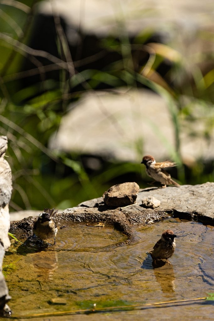 RainyBJ2023's tweet photo. Splish splash! Caught a literal bird pool party on this hot day. 🐦💦 Besides the sparrow, can you name the other stylish little guest? (Hint: Its name carries a beautiful blessing in Chinese culture!)
#BirdPhotography #NatureLovers #WildlifePhotography #BirdsOfInstagram #LightVentedBulbul #Sparrow #PoolParty #WildlifeOnEarth #PhotographyLife #ShotOnLens #鸟类摄影 #大自然 #白头鹎 #白头翁 #麻雀 #治愈系 #摄影日常 #抓拍 #生态摄影