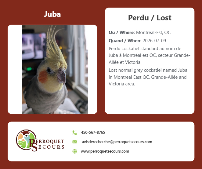 JOJOdePS's tweet photo. (09 juillet 2026) perdu cockatiel standard à Montréal QC

https://t.co/sZ2ifUikmG https://t.co/WLY0m6HCwZ