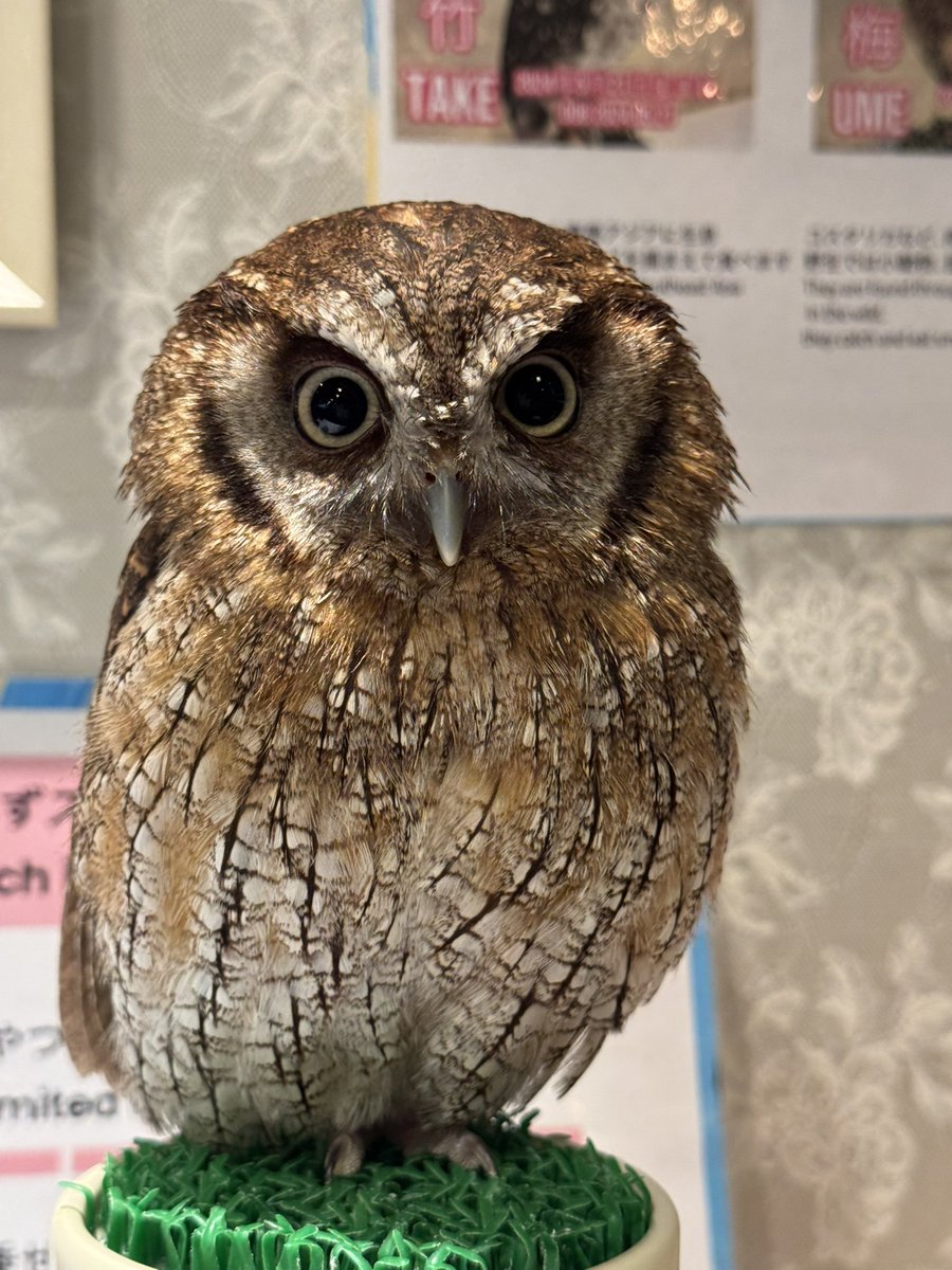 きゅるるんな梅ちゃん🦉 ︎ ☎︎ 03-3404-1180 （ご予約はお電話でもOK