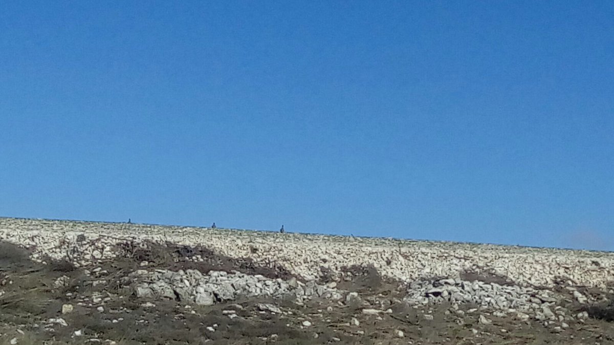 Maxwell_AFH's tweet photo. Este #verano están las #laderas y las #tierras tan secas que hasta se ven #perdices donde antes no se habían visto nunca porque están buscando desesperadamente #agua para refrescarse y #hierbas para dar de comer a su #pollada
Pobrecicas https://t.co/7u06Ftw7nm