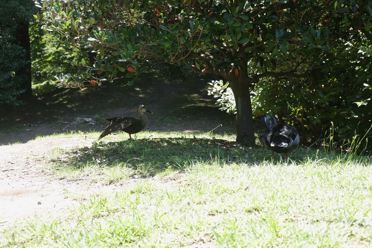 down_a_dream2's tweet photo. Summertime noise we hide from sun✨️　Sit in the shade〜♪

仲良くなり過ぎた、笑。

#昼散歩
#カルガモ
#サマータイム・ブルース
#HanaHope https://t.co/23T7GDgJKG