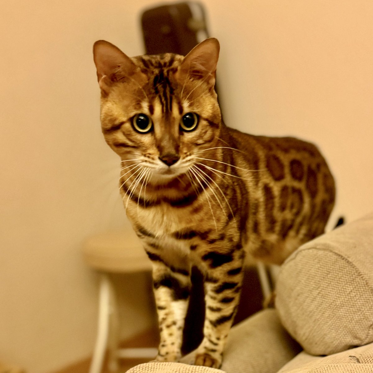 redcomet1113's tweet photo. なんか楽しそうなことしてるにゃ
#アーサー 
#ベンガル #ベンガル猫 
#猫のいる暮らし #猫のいる生活 #猫のいる幸せ #ブリーダー #alancathee https://t.co/HriYgnpL9N