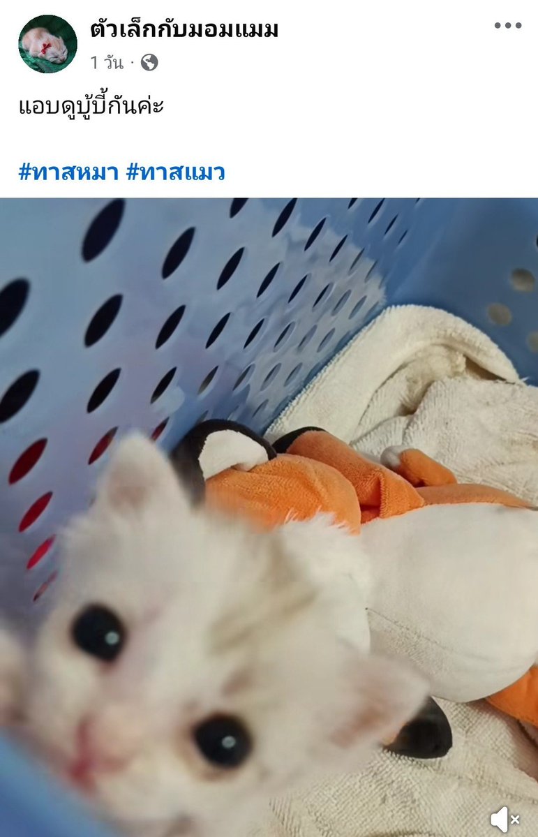 Upperttatsll's tweet photo. ล่าสุด แอบดูบู้บี้แล้วนะ 55555 น้อนนนนนน ตาแป๋วมาก https://t.co/1DtaD70x3q