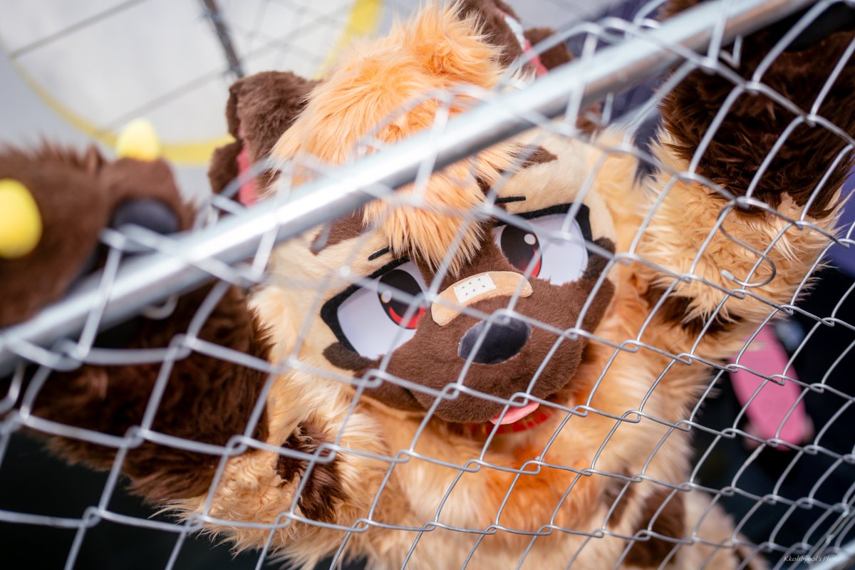 SaRyonP's tweet photo. 내보내조~
#FursuitFriday https://t.co/gkCJBmtXb0