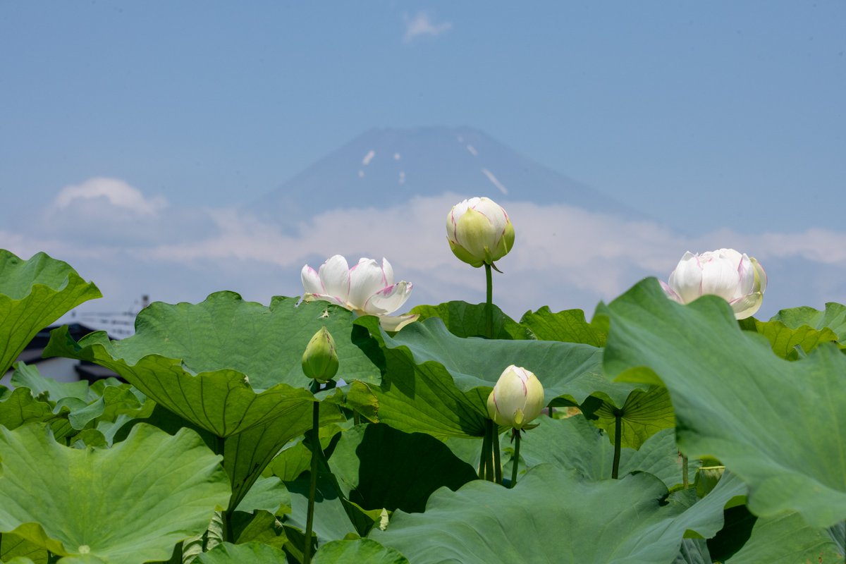 autunite's tweet photo. ハスと富士山 https://t.co/isqZ7vCtT3