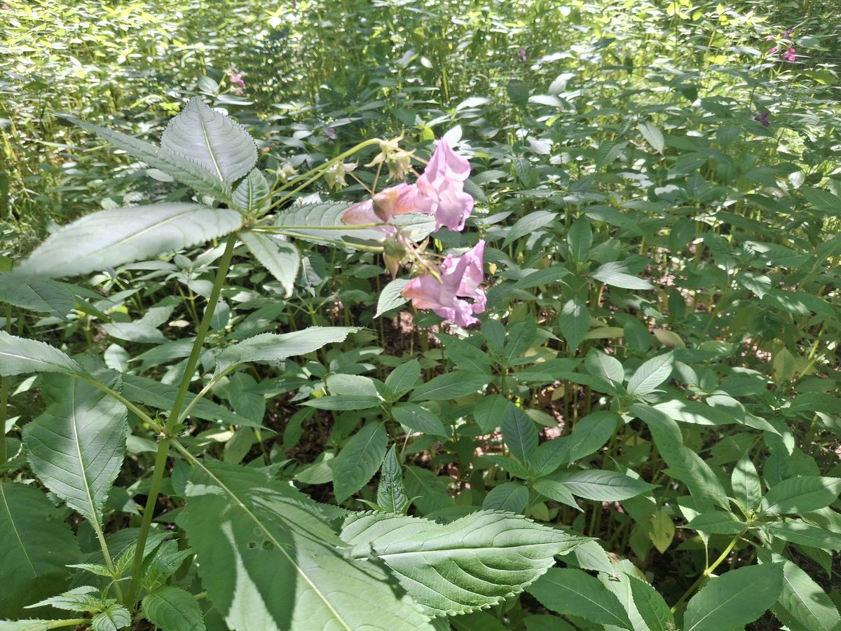 CAYMUSOCAUGHEY's tweet photo. @CAYMUSOCAUGHEY 🐦
Random Flowers
#Random #Flower #Flowers #WildFlowers #GardenFlowers #Nature #FlowersOfTwitter #LittleThingsMatter #Garden #Gardens #Gardening #Plant #Plants #Bush #Bushes #HimalayanBalsam https://t.co/rkdinmGqpY