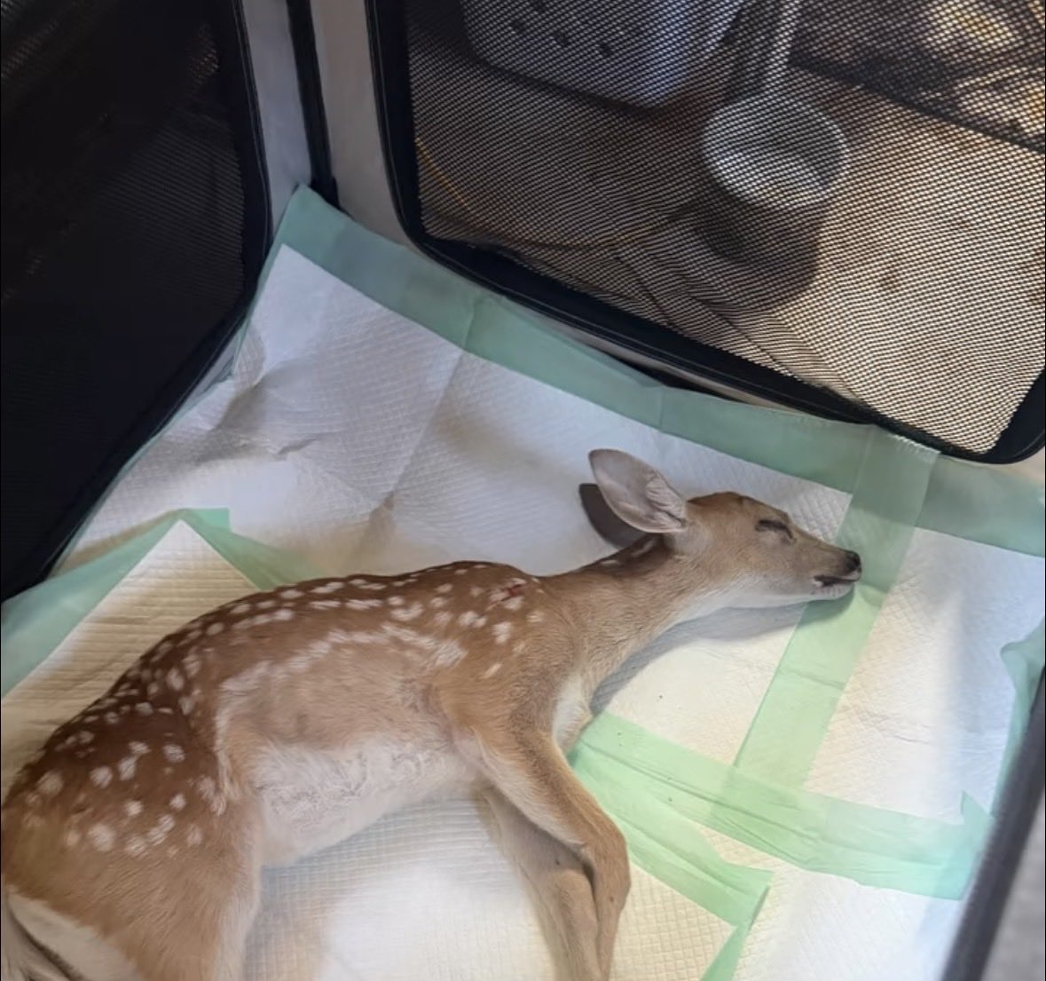CocchiDeer's tweet photo. Eugghhhhhggggghggggg https://t.co/wnw5wdqZEq