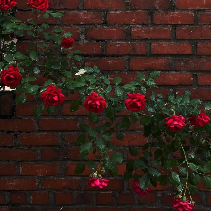 kooromi19's tweet photo. roses https://t.co/dKVa6myu0a