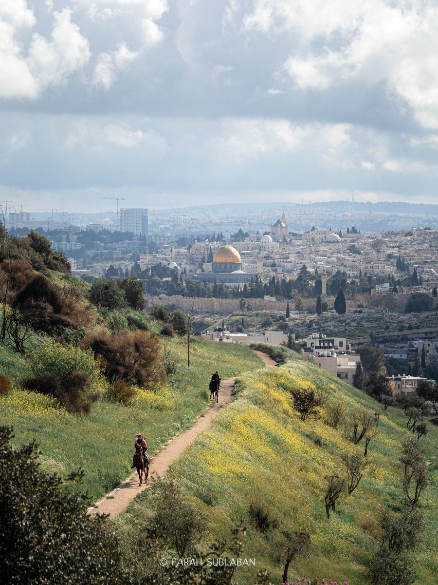 MuhammadSmiry's tweet photo. Good morning from Palestine https://t.co/dnxTv5kl5V