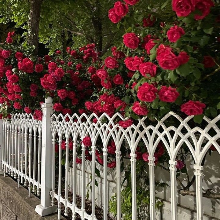 kooromi19's tweet photo. roses https://t.co/dKVa6myu0a