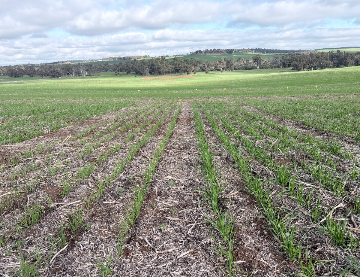 DirtSouthern's tweet photo. Early-season monitoring at our GRDC-funded phosphorus trial near Kojonup is already showing clear differences in crop establishment and plant health between treatments. Follow Southern DIRT for updates
#Phosphorus #SustainableAgriculture #GRDC #UWA #agriculturevictoria https://t.co/AvCJQ1m3DP