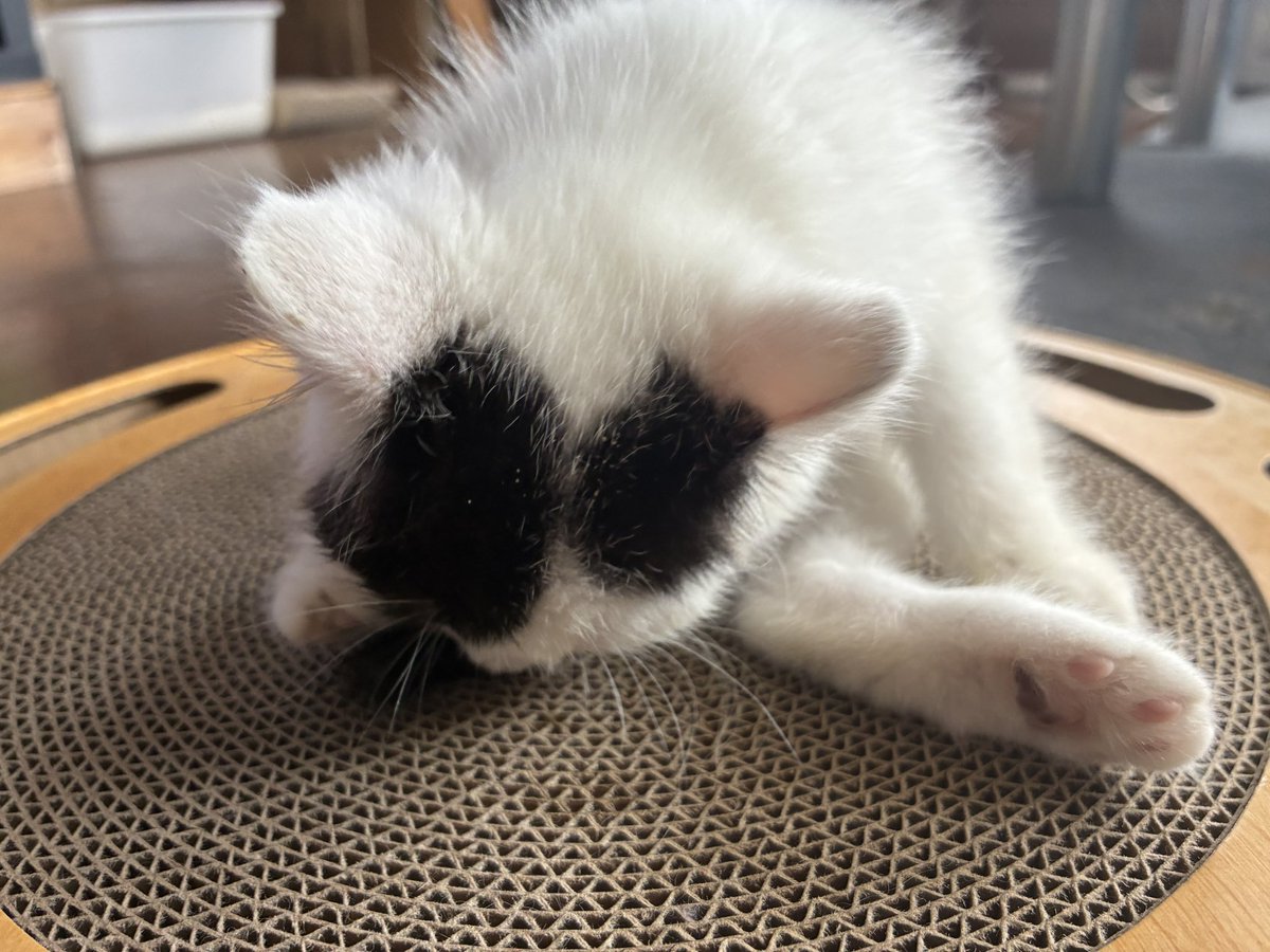0rororeo's tweet photo. 赤子 https://t.co/BYYOcUDUE6