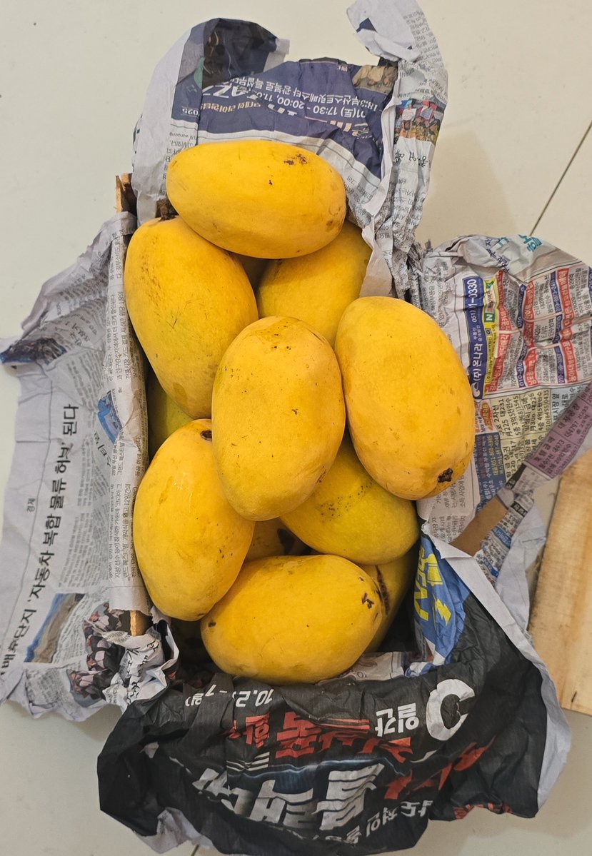 DanWarsh's tweet photo. @mochi_xchi Plot twist: Mangoes never lie. 🥭💛 https://t.co/5y1QByeAX8
