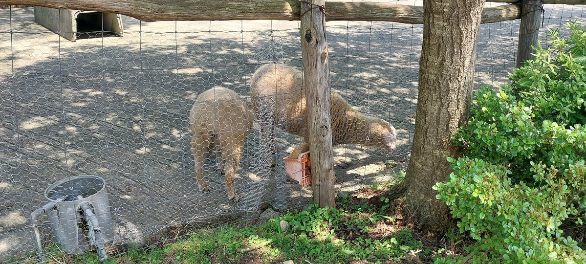ShikaChan_Bash's tweet photo. 牛さん🐮
馬さん🐴
羊さん🐑
君は…? https://t.co/BFH56bCeh1