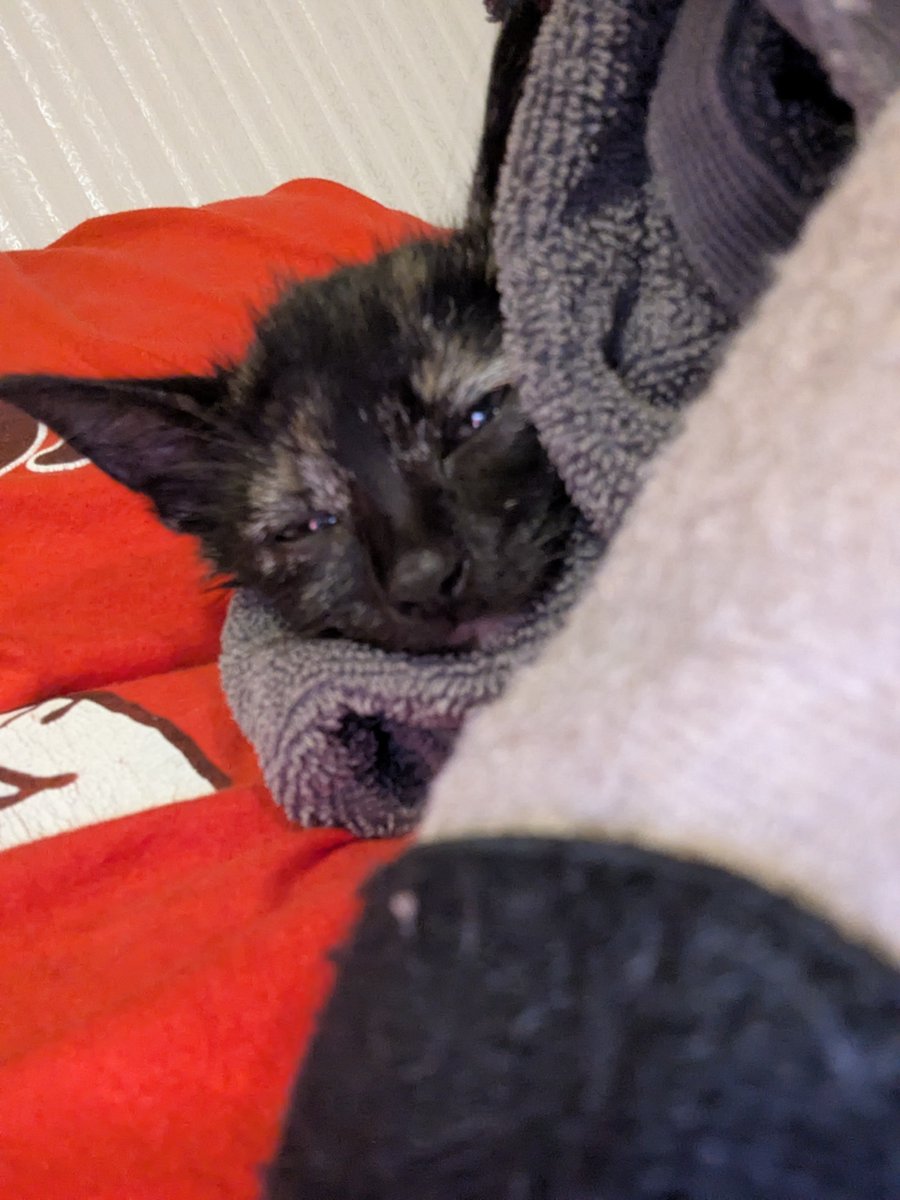 MrDorko's tweet photo. Me and my boyfriend just spent about 45 minutes trying to catch this kitten in a gas station parking lot. But she clean and seems to be completely fine now! https://t.co/APClqGykDD