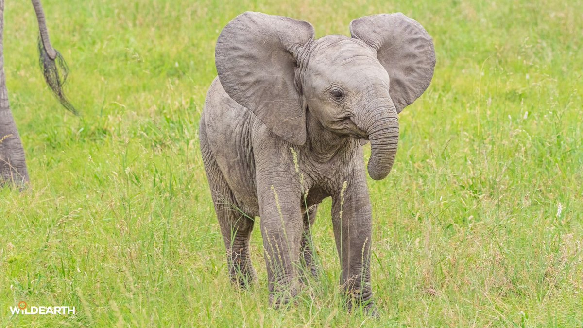 WildEarth's tweet photo. Join us as WE explore the bush. Nadine and Chulu will be with you from the MC and look forward to your comments and questions. 
#wildearth https://t.co/0fdQdlGrCW