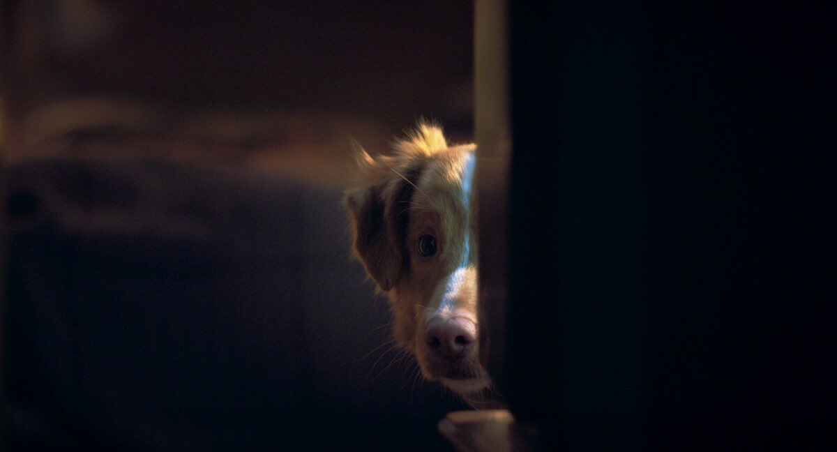 __Garden07's tweet photo. 『GOOD BOY／グッド・ボーイ』
とことん犬視点を突き詰めてて、飼い主の顔がバイオのイーサン・ウィンターズ方式(伝われ)でまじで直接アップで映ることがなかった監督の拘りが凄すぎた。このカメラワークのお陰で犬の視点に没入できたし、恐怖も倍増したよ…🥹
#GOODBOY #グッド・ボーイ https://t.co/t4COgMAoab
