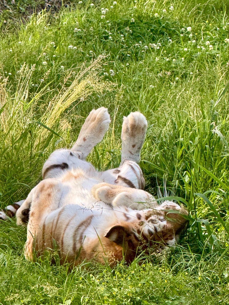 NASU_SAFARIPARK's tweet photo. ごろーん

 #那須サファリパーク  #ベンガルトラ  #ゴールデンタビータイガー  #ステラ  #Bengaltiger https://t.co/KKjl7aLdL1