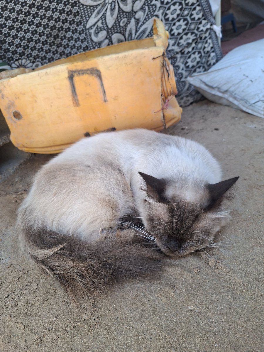 MustafaAmeen30's tweet photo. Imagine your cat's greatest wish is a cool, humid spot to escape the heat.

Today, Misho searched for a cool place to escape the sweltering heat, until he finally fell asleep next to the laundry area.

War has deprived even animals of their most basic rights: a safe, cool, and comfortable place to rest.

I hope the day will come when Misho can live as all cats deserve.