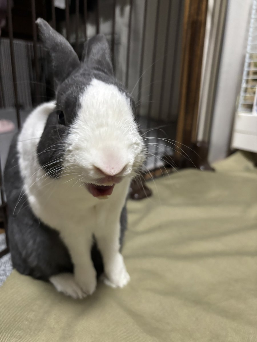 p_butako's tweet photo. うさぎさんって
かわいい
全体かわいい

を覆す顔がこちらです
(ごんちゃん、ごめん) https://t.co/SQly6vUPTY