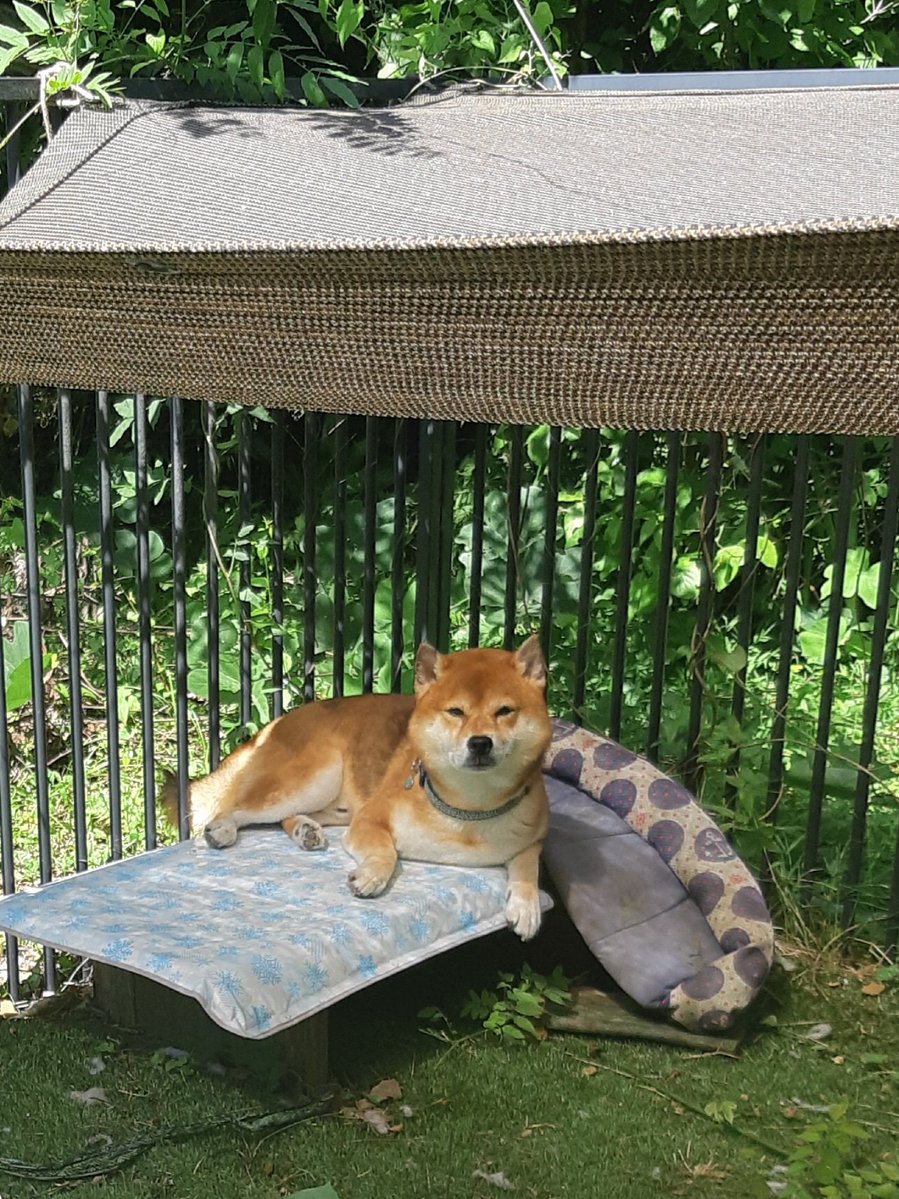 TAKU23056035's tweet photo. 以前この画像をポストしたところ　炎天下の外飼いは動物虐待だとコメントされた事があります。
日陰も造り　動き回れる広さなんですけど…💦
それ以降　日中は、家の狭いゲージの中で生活していますが　皆さんの所はどうですか？　
昔は、外飼いが当たり前だったのに　時代が変わったんですかね…🤣 https://t.co/V3c5Mm7j7f