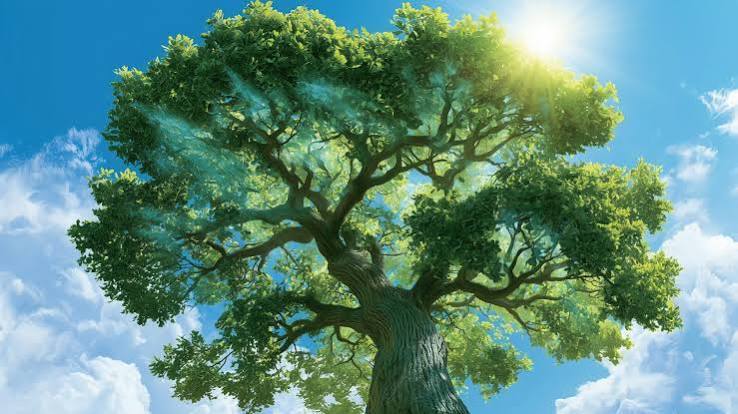 GNGAgritech's tweet photo. Trees keep absorbing carbon long after they stop growing
https://t.co/wKm7ScPyXc
#agriculture, #carbon, #climate, #climatechange, #climatecrisis, #climaterisk, #deforestation, #environment, #forest, #gngagritech, #greengetgrowing, #greenstories, #nature, #oaktree https://t.co/RDQE9WZ5vS