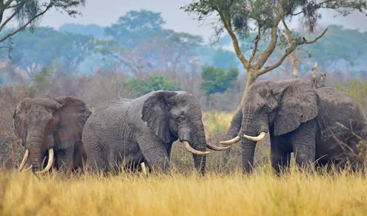 GovUganda's tweet photo. 𝐓𝐨𝐮𝐫𝐢𝐬𝐦 𝐏𝐫𝐨𝐦𝐨𝐭𝐢𝐨𝐧

Shs65.9 billion has been released for tourism development and promotion.

The funds will support tourism marketing, including the Explore Uganda campaign, to attract visitors and boost the sector.
#ExploreUganda #VisitUganda #KnowYourBudget26 https://t.co/HdH6x7Psk0
