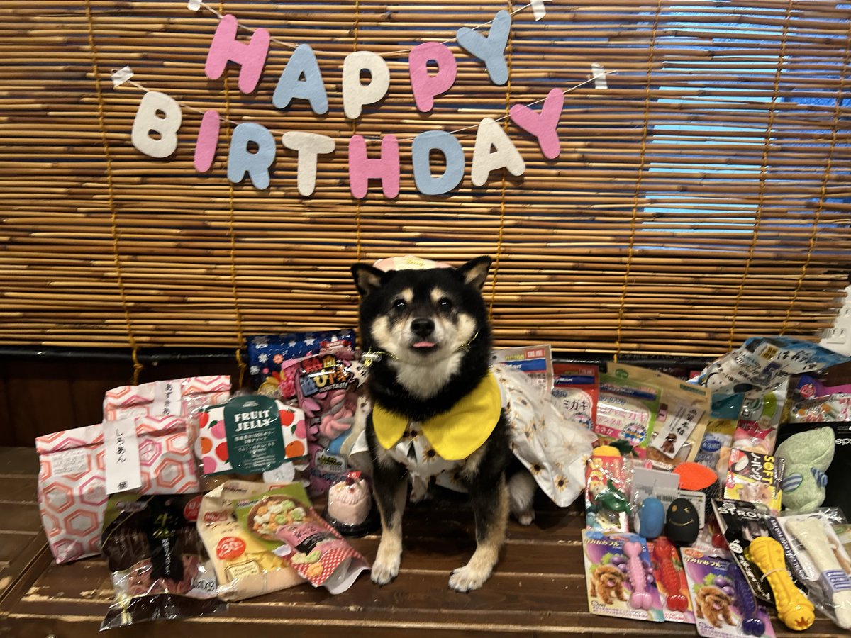 kmkr_mameshiba's tweet photo. くろみつ豆ちゃんへのたくさんのプレゼントありがとうございます‼️

自分が主役なのが分かったのか、今日はいつもよりお客様にアピールをしてました✨😂

＃鎌倉 ＃豆柴カフェ https://t.co/RZ7F9Fyb5R