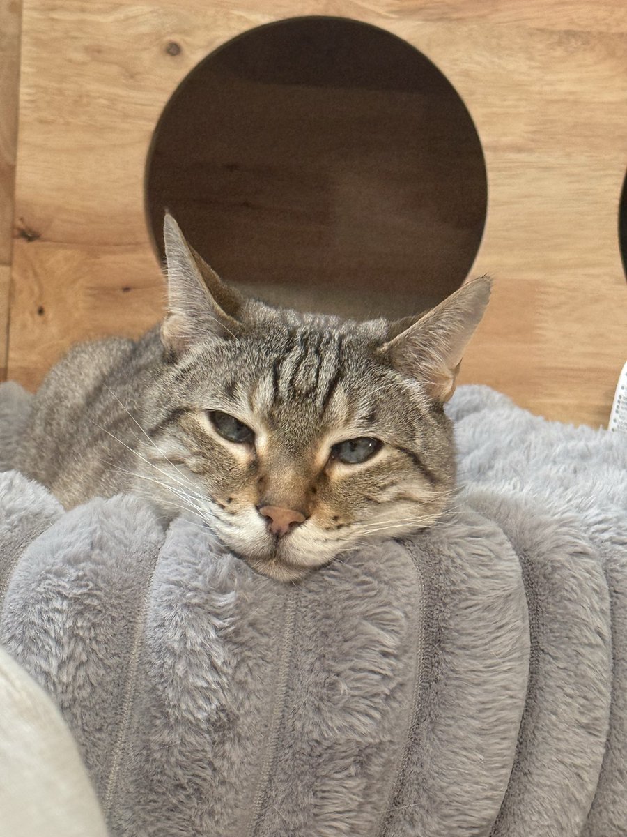 yasuko_sma's tweet photo. ほんといい顔するわね

#猫のいる暮らし https://t.co/e1FQudQq16
