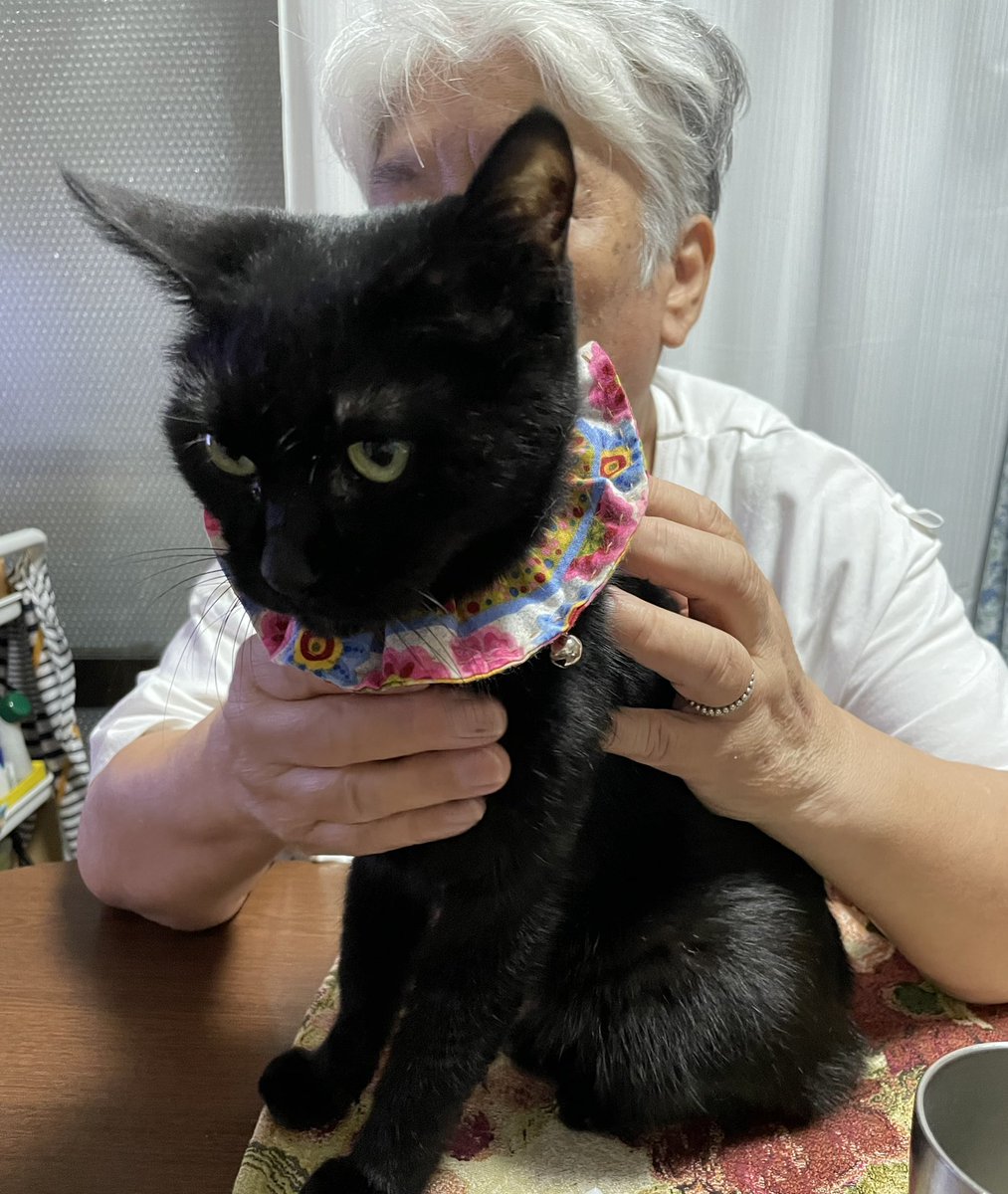 mamiccho's tweet photo. 母に撫でられるサラちゃん🐈‍⬛。素な感じがいいね👍

#cat #えこねこ #黒猫 #黒猫好きな人と繋がりたい https://t.co/yRjzfGf4J3