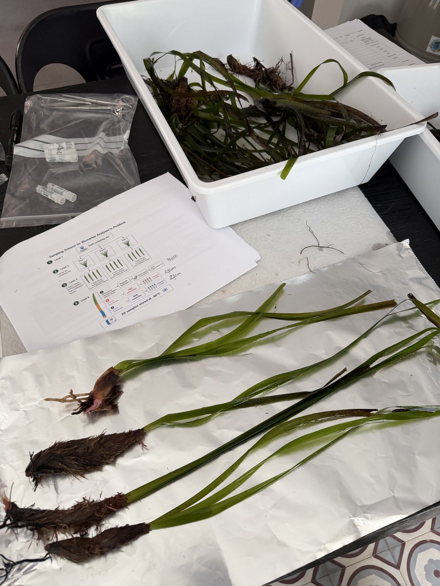 PlasticBusters's tweet photo. As part of the Interreg Euro-MED MIRAMAR project, the OEC and Plastic Busters UNISI teams conducted an intensive sampling campaign in the Bouches de Bonifacio Nature Reserve to assess the multiple pressures affecting the biodiversity of seagrass meadows. https://t.co/CLA43Xe9Vx