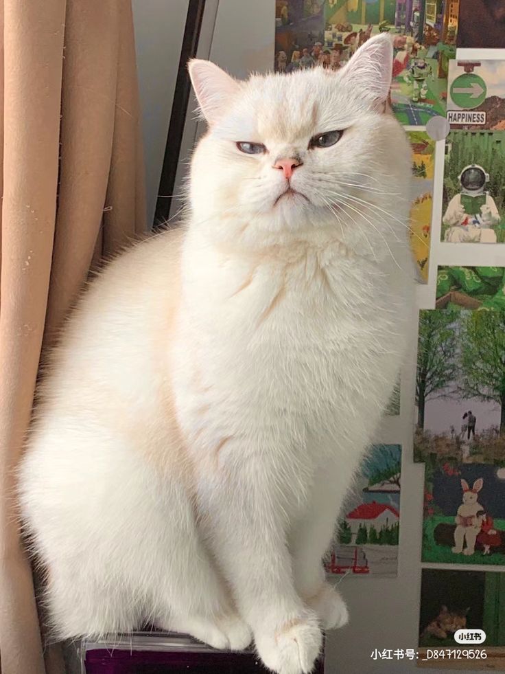 _animalsX's tweet photo. Fluffy face and grumpy look owning the room 👑 https://t.co/UJIcPLonji