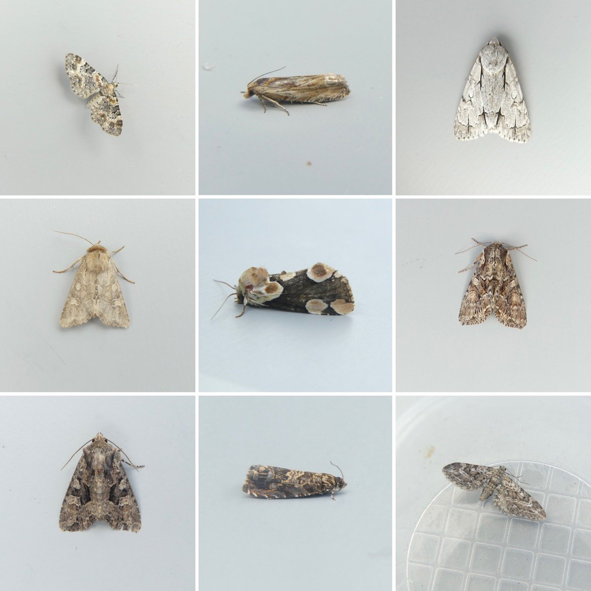 JoshsWildlife's tweet photo. Day 25 #30DaysWild
94/42 species in the trap for @GardenMoths
Highlights were NFG: peach blossom, grey dagger & narrow-winged pug.
#TeamMoth https://t.co/LbMgtGnyng