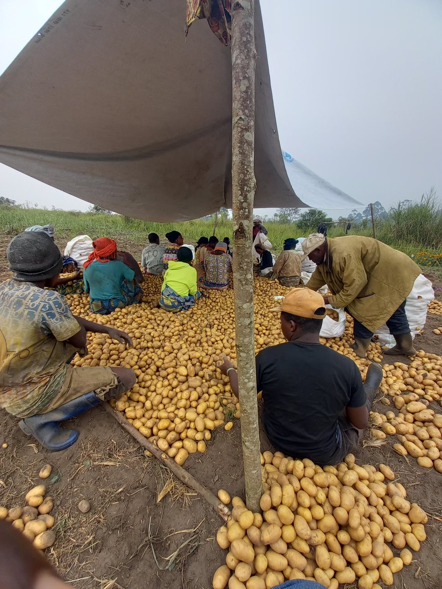 Ghislainkibanc1's tweet photo. 🥔 Récolte de pommes de terre : 4 réflexes pour un tri parfait !
1.Le sanitaire : Écartez les pourries/moisies ➡️ évite la contamination globale.
2. Le mécanique : Séparez les blessées ➡️ portes d'entrée pour les maladies.
3. Le physiologique : Éliminez les vertes ➡️ toxiques https://t.co/xKRAZY8c5h