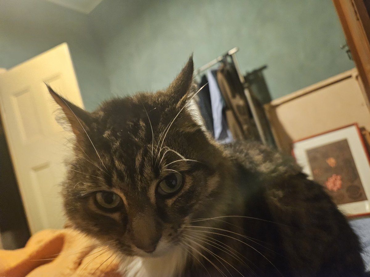 scavengingooze's tweet photo. just got home from babysitting this idiot who has a nervous breakdown if she's at home alone for more than an hour for 2 weeks https://t.co/nfvspyyWwg