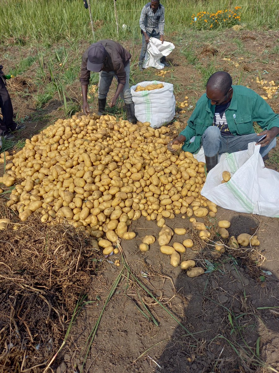 Ghislainkibanc1's tweet photo. 🥔 Récolte de pommes de terre : 4 réflexes pour un tri parfait !
1.Le sanitaire : Écartez les pourries/moisies ➡️ évite la contamination globale.
2. Le mécanique : Séparez les blessées ➡️ portes d'entrée pour les maladies.
3. Le physiologique : Éliminez les vertes ➡️ toxiques https://t.co/xKRAZY8c5h