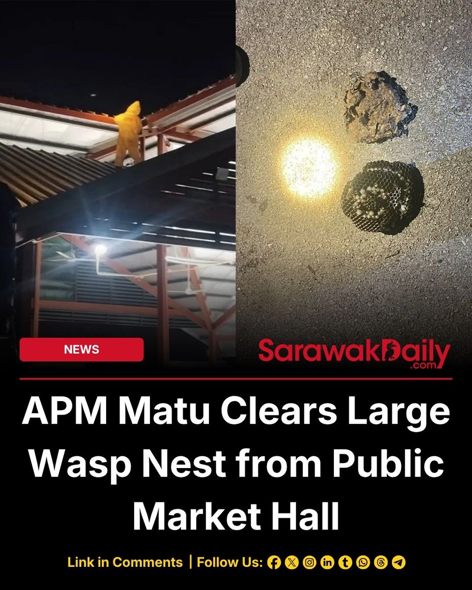 Sarawak_Daily's tweet photo. The Matu District Civil Defence Force successfully neutralized a football-sized wasp nest found under the roof of the farmers' market hall in Tian Village.
Full Details: https://t.co/ewI6pxucaK
#Matu #Mukah #SarawakNews #SarawakDaily #KuchingKing https://t.co/r4yh54Tzny